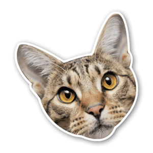 Cats head sticker