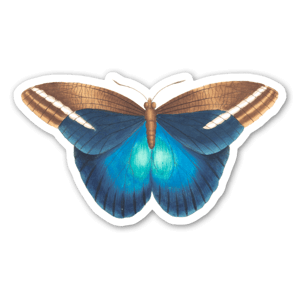 Blue Butterfly by Zala Farah