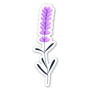 Cute Lavender, 5 Colors of Flower