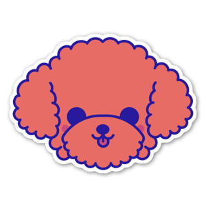 Cute poodle 