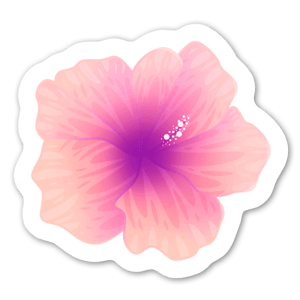 Pink hibiscus 