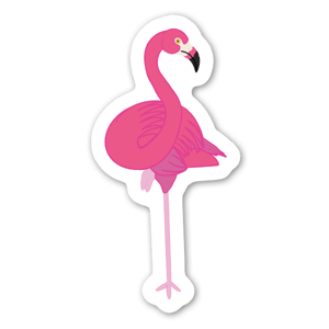 Caribbean, or American, Flamingos are the second largest species of Flamingos behind the Greater. 